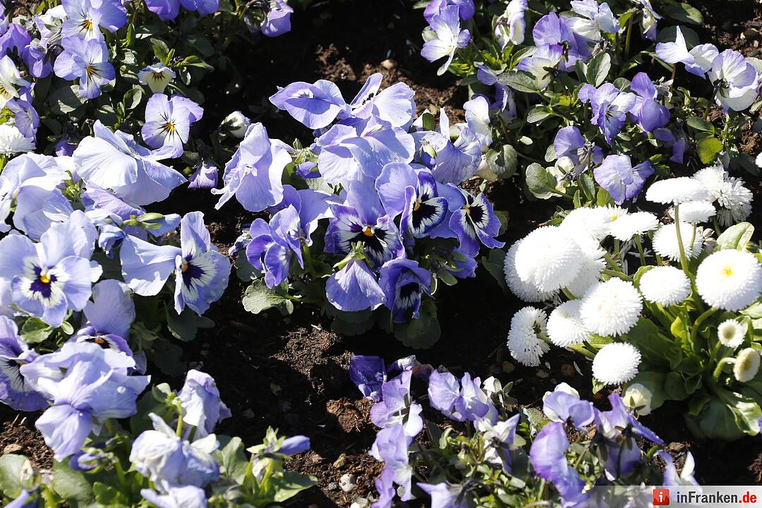 Blumen und mehr: Die Landegartenschau 2016 Bayreuth