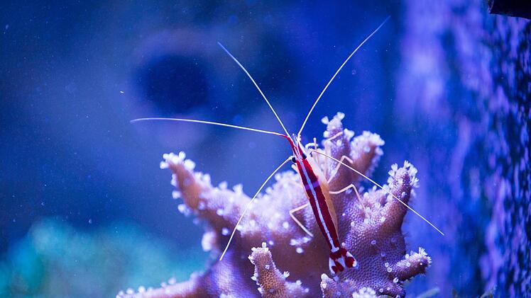 Eine rot-wei&szlig;e Kardinalsgarnele