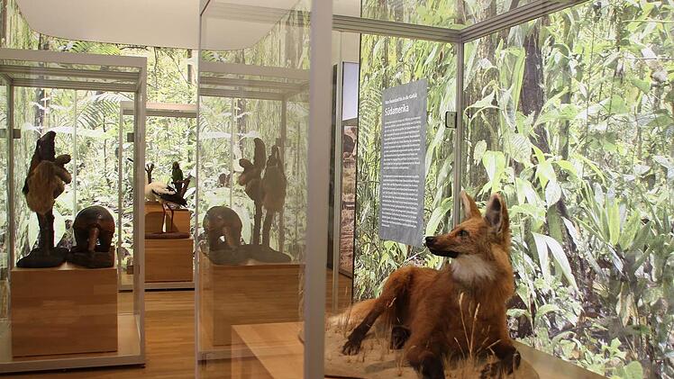 Der neu gestaltete Ausstellungsraum im Altbau des Naturkunde-Museums Coburg. Foto: Ulrike Nauer