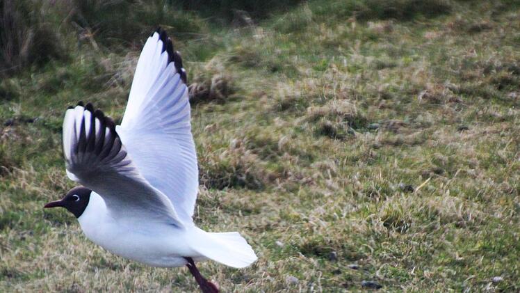 Hallig-Impressionen. Diana Fuchs