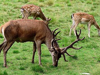 Im Wildpark Hundshaupten warten viele Tiere auf dich - unter anderem auch der Damhirsch.