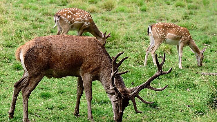 Im Wildpark Hundshaupten warten viele Tiere auf dich - unter anderem auch der Damhirsch.