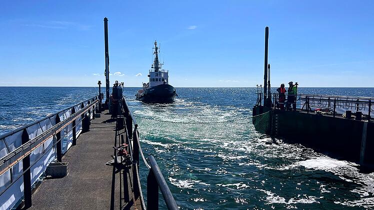 Weitere Entwicklung zum Buckelwal in der Ostsee