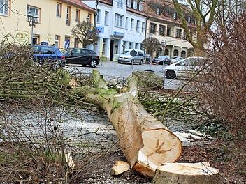 Als am Graben mitten in Höchstadt im Zuge der Hauptstraßensanierung mehrere große Bäume gefällt wurden, gab es viele Diskussionen. Foto: Andreas Dorsch/Archiv