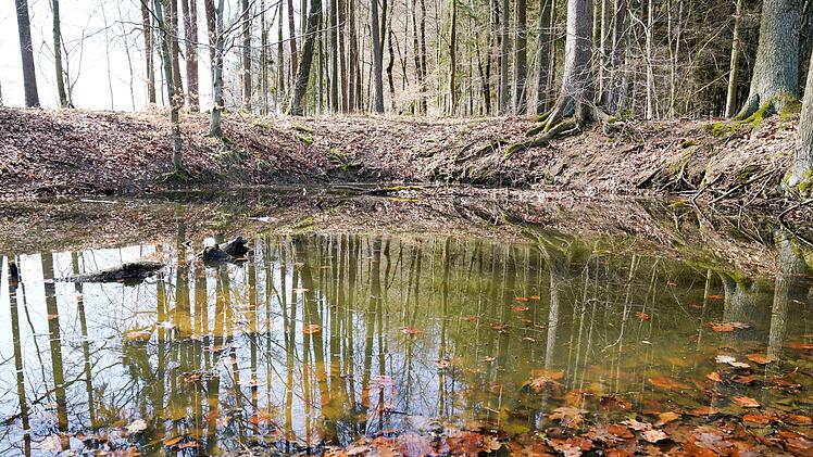 An der Uferb&ouml;schung des Gelbsreuther H&uuml;llweihers f&uuml;hlen sich Wildbienen sehr wohl.