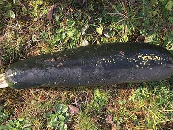 Wegen dieser Zucchini kam es am Donnerstag bei Karlsruhe zu einem Polizeieinsatz. Foto: Polizei
