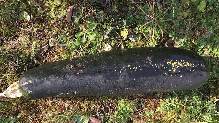 Wegen dieser Zucchini kam es am Donnerstag bei Karlsruhe zu einem Polizeieinsatz. Foto: Polizei