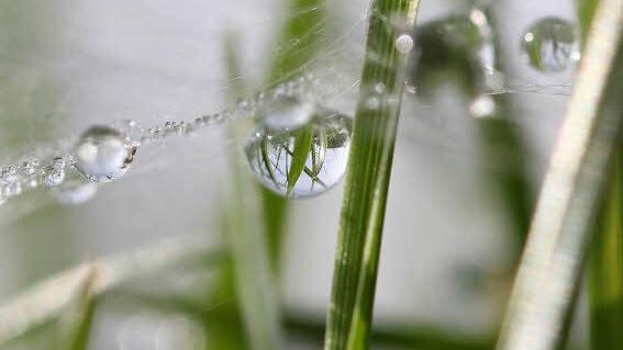 Wassertropfen an einem Spinnennetz. Foto: Karlheinz Kröner