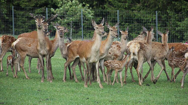 Hirsche, Hirschkühe und Kitze tummeln sich im Gehege bei Neufang.  Foto: Friedwald Schedel