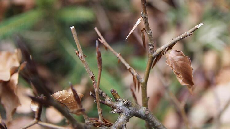 Rehverbiss an kleinen Rotbuchen: Die Bissstelle ist ausgefranst, weil sie nur im Unterkiefer Schneidez&auml;hne haben und daher eher rupfen statt bei&szlig;en. Beim Hasenverbiss sind die Kanten glatt abgeschnitten wie mit einem Messer.  Foto: Adriane Lochner
