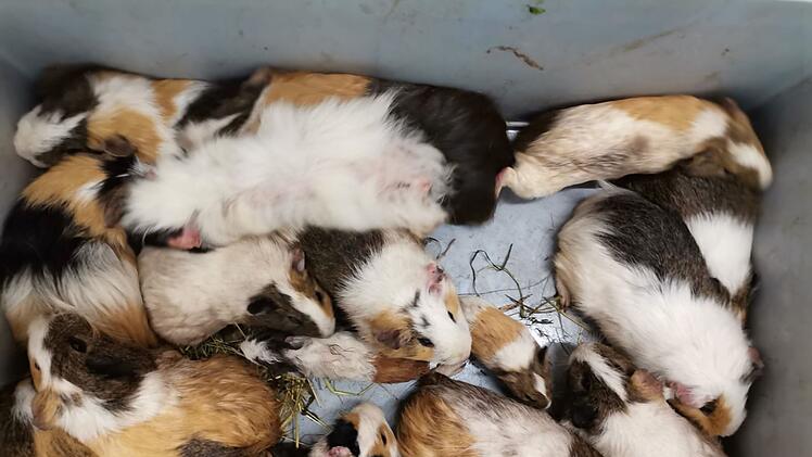 Tierheim Haßberge in Knetzgau rettet 70 Meerschweinchen