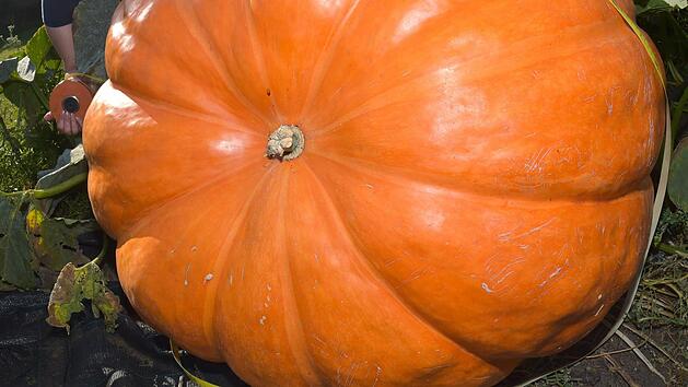 Foto: Patrick Pleul/dpa