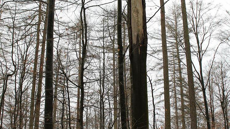 Ein Ast ist herausgebrochen und fault in den Stamm hinein: Hier bauen Spechte oder Eulen Nester. Foto: Julia Raab