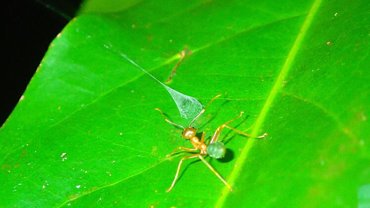Spinne katapultiert Ameisen in ihr Netz