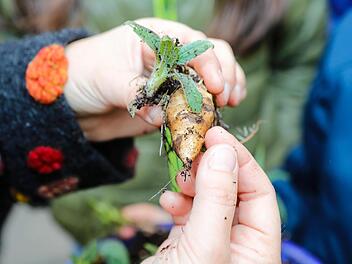 Aus einer kleinen Knolle sprießt im Frühjahr eine neue Pflanze. Foto: Dagmar Besand