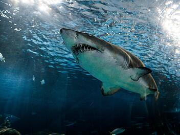 Deutsche Urlauberin stirbt bei Hai-Attacke im Atlantik - verweigerte Marokko Hilfe? Deutsche Urlauberin stirbt bei Hai-Attacke im Atlantik - verweigerte Marokko Hilfe?