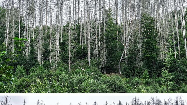 Wie der Klimawandel Deutschland verändert - Nationalpark Eifel