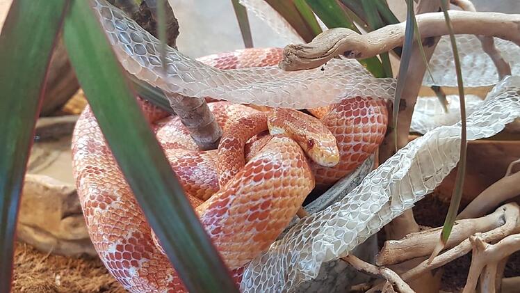 Eine Kornnatter, die sich gerade gehäutet hat. Foto: Brath