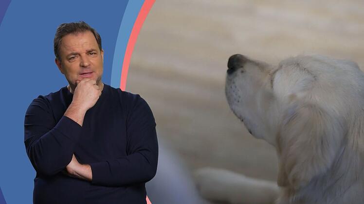 Martin R&uuml;tter findet: Goldie-Dame Layla tanzt ihren Herrchen immer noch auf der Nase herum.