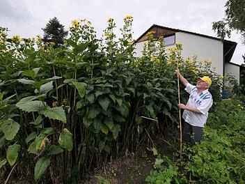 Michael Zeilinger demonstriert, wie hoch die durchwachsene Silphie wird. Foto: Roland Meister