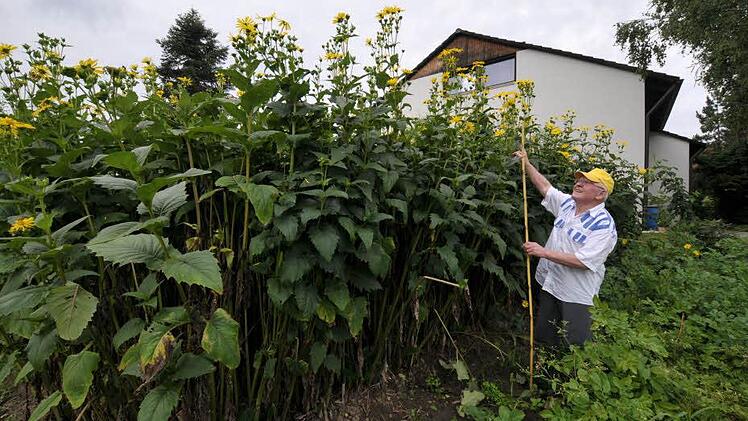 Michael Zeilinger demonstriert, wie hoch die durchwachsene Silphie wird. Foto: Roland Meister