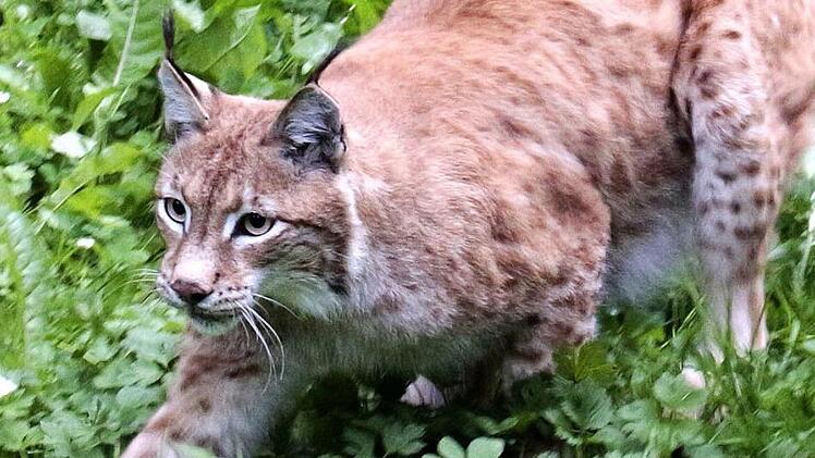 Das Luchs-Gehege ist auf dem Breitenstein unweit der Schafe. Hier sollen die Besucher auch etwas über den Lebensraum der Tiere erfahren.