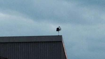 Der Storch auf dem Dach des Coburger Klinikums. Ganz in der Nähe liegt die Geburtenstation. Schon vier Minuten nach der Landung kam im Klinikum das erste Kind auf die Welt. Foto: Klinikum Coburg