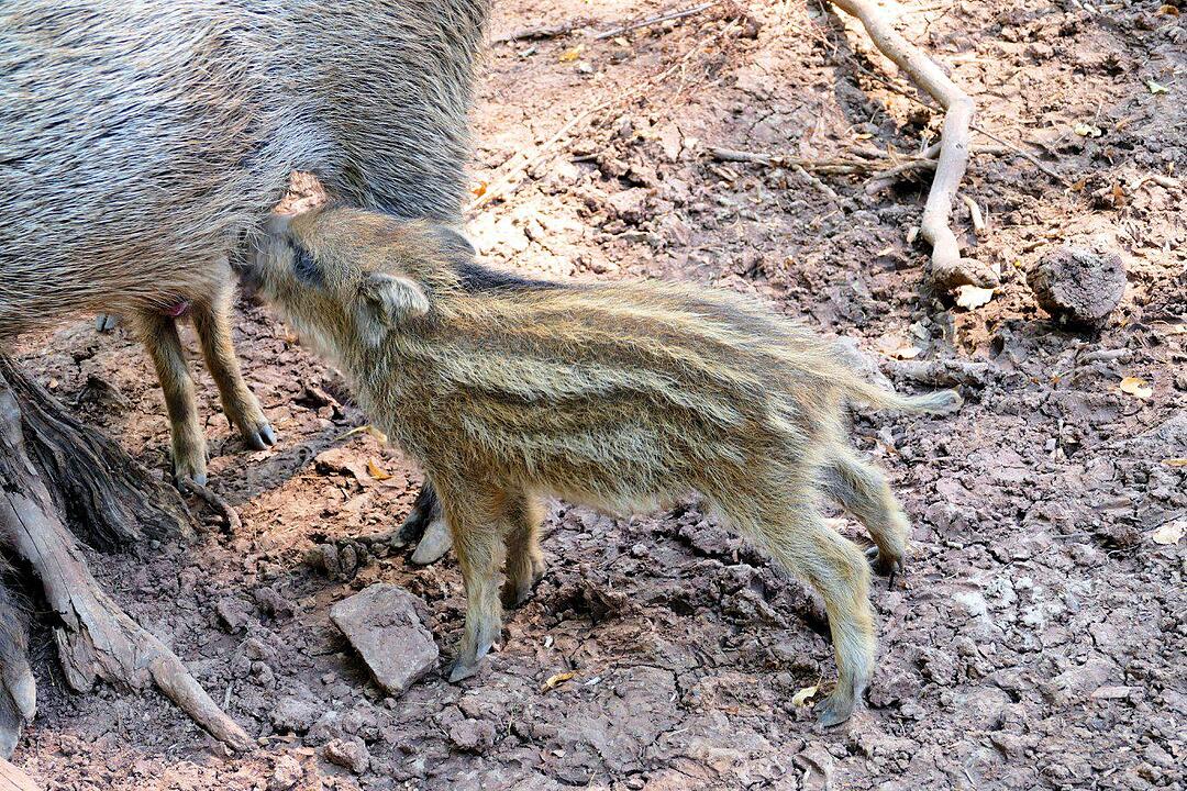 Ein Besuch im Wildtierpark Schloss Tambach. Danke an inFrankenPix-Nutzer herzolife!