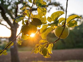 Sonnenaufgang über einer Streuobstwiese