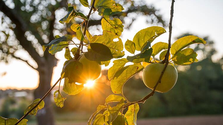 Sonnenaufgang über einer Streuobstwiese