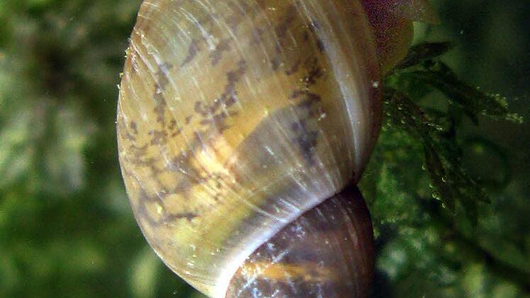Eine Spitzschlammschnecke Naturbad Weißenbrunn bei Nürnberg. Foto: Mathias Orgeldinger