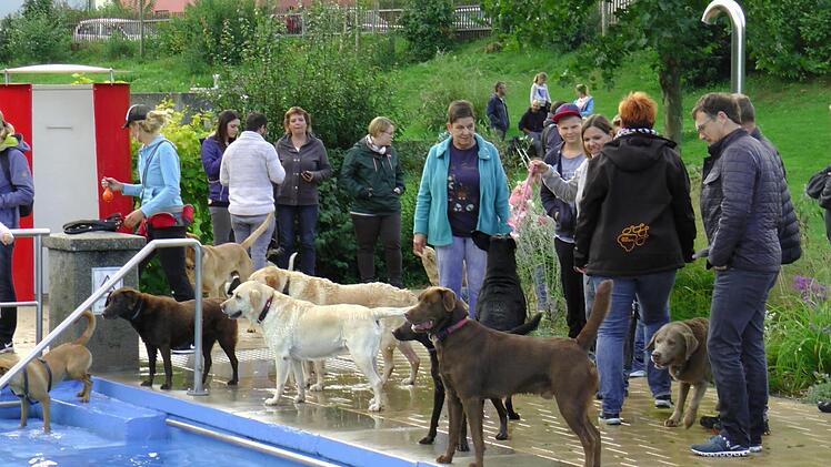 Reger Besuch herrschte im Eltmanner Freibad beim Hundeschwimmen der Wasserwacht.