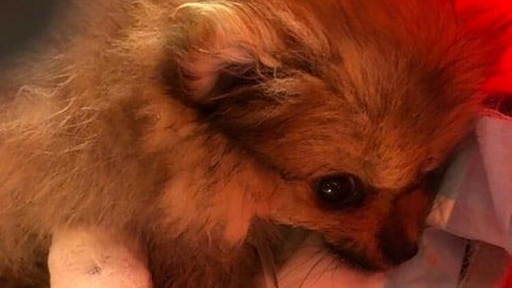 Tierheim Bayreuth: Hund lebensbedrohlich erkrankt - Tierrettung Bayreuth macht Transport in Klinik möglich