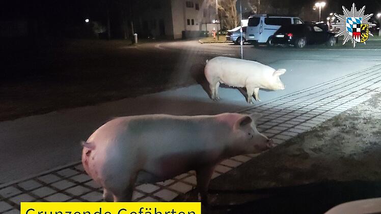 Grunzende Streife