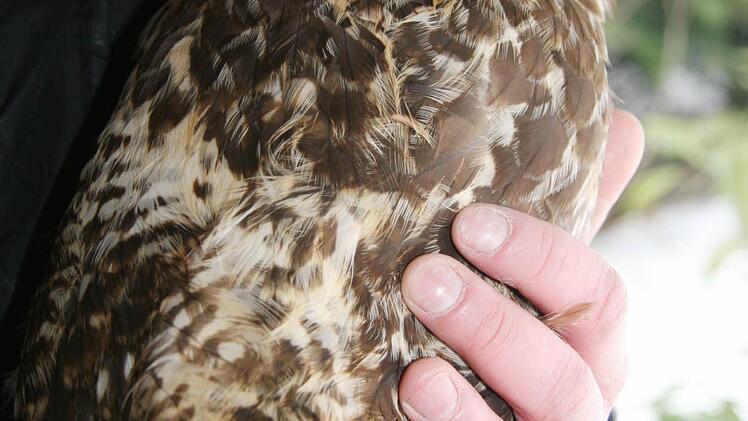 Das Bussard-Männchen muss noch einige Wochen bleiben. Er wurde vergiftet. Eine ganze Woche konnte er nur über eine Kropfsonde ernährt werden, jetzt sind die Verätzungen an der Zunge und im Rachenraum schon zurückgegangen. Inzwischen vertilgt das Bussard-Männchen schon wieder Putenherzen und Mäuse.