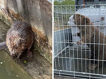 Biber in Not Biber in Not