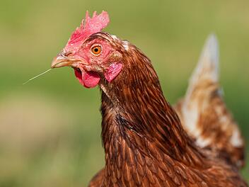 Zeugen nach Tierqu&auml;lerei im Kreis Erlangen-H&ouml;chstadt gesucht