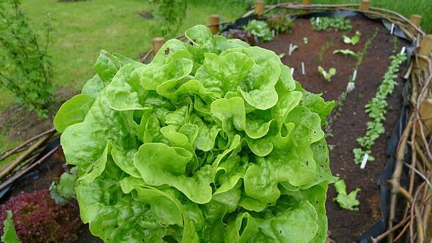 Ein frischer Salatkopf vom Beet - mit ein paar Kr&uuml;melchen echtem Dreck. Der ist nicht giftig und l&auml;sst sich abwaschen! Foto: Dagmar Besand