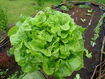 Ein frischer Salatkopf vom Beet - mit ein paar Krümelchen echtem Dreck. Der ist nicht giftig und lässt sich abwaschen! Foto: Dagmar Besand