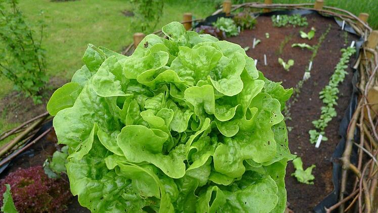 Ein frischer Salatkopf vom Beet - mit ein paar Krümelchen echtem Dreck. Der ist nicht giftig und lässt sich abwaschen! Foto: Dagmar Besand