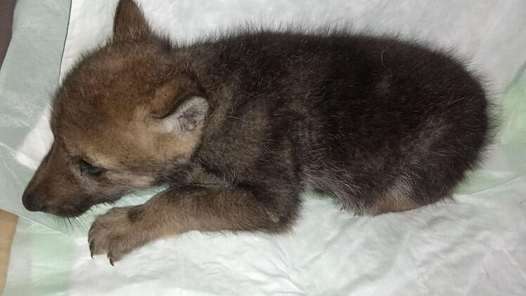 Bad Kissingen: Tierschützerin berichtet von Wolfswelpenfund in Franken - "gab es so noch nie"