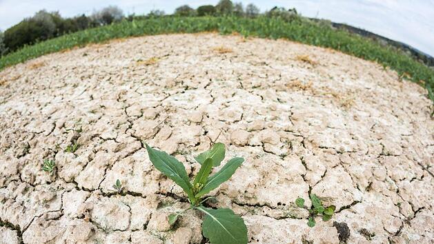 Die B&ouml;den sind heuer zu trocken. Foto: Frank Rumpenhorst/dpa