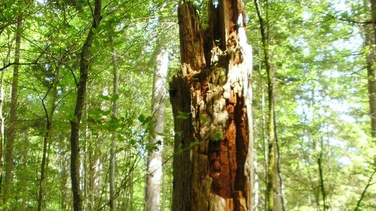 Eindrücke von der Informationsfahrt in den Bayerischen Wald. Foto: Friedwald Schedel