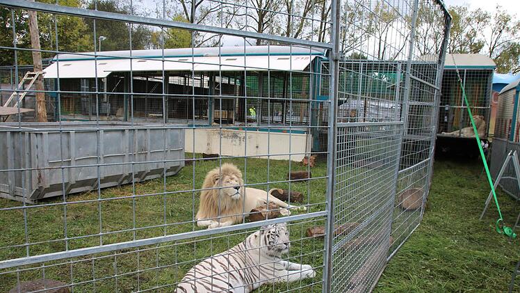 Der Circus Krone ist ber&uuml;hmt f&uuml;r seine wei&szlig;en Tiger. Hier l&uuml;mmelt einer friedlich neben einem L&ouml;wen. Markus Behringer