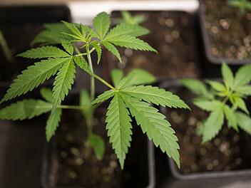 Cannabis-Pflanzen