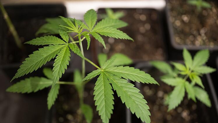 Cannabis-Pflanzen