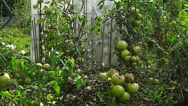 Tomaten - genau wie Kürbisse, Bohnen oder Kartoffeln dürfen sie nicht zu früh gesät werden.Foto: Brigitte Krause