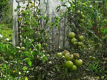 Tomaten - genau wie Kürbisse, Bohnen oder Kartoffeln dürfen sie nicht zu früh gesät werden.Foto: Brigitte Krause