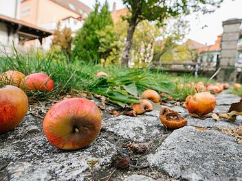 Vergangene Woche lagen im Innenhof des Bürgerspitals viele Äpfel und Zwetschgen auf dem Boden. Foto: Marian Hamacher