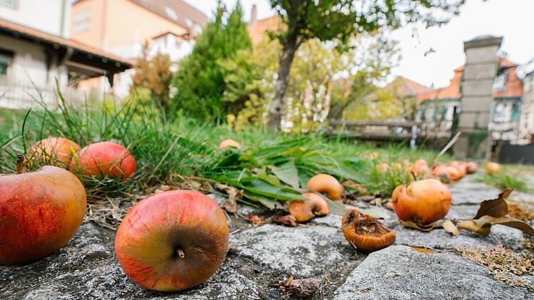Vergangene Woche lagen im Innenhof des Bürgerspitals viele Äpfel und Zwetschgen auf dem Boden. Foto: Marian Hamacher